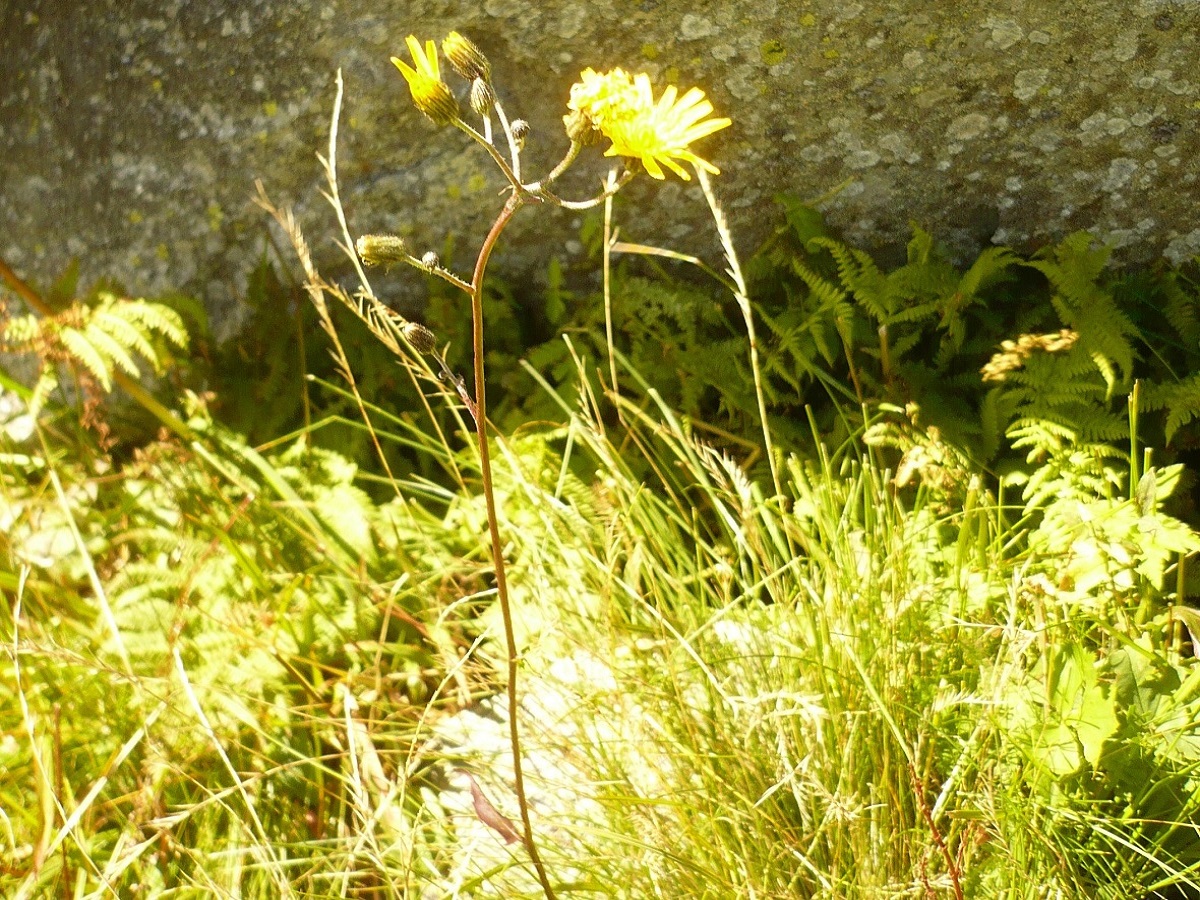 Hieracium juranum (Asteraceae)
